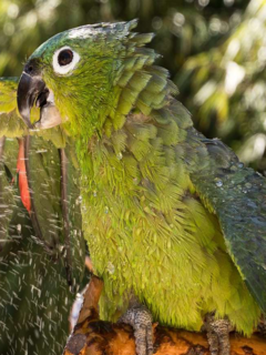 Vogelpark Heiligenkirchen